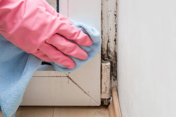 Reliable Yorktown, IN Mold Remediation Solutions